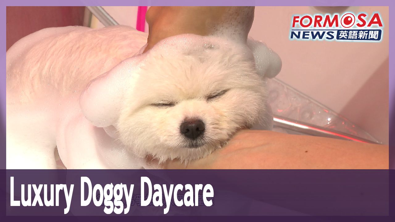 luxury-doggy-daycare-charges-more-than-cheapest-preschools-for-children