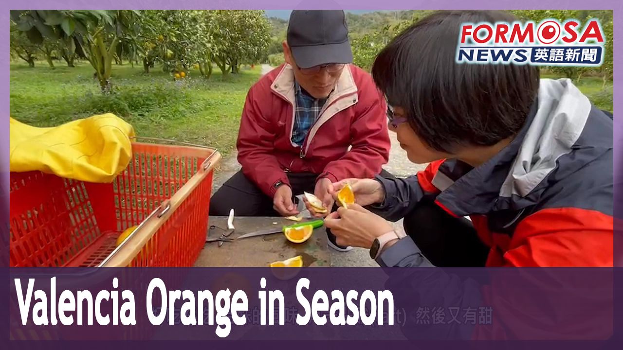 Valencia orange season arrives with bursts of blossoms in Taitung