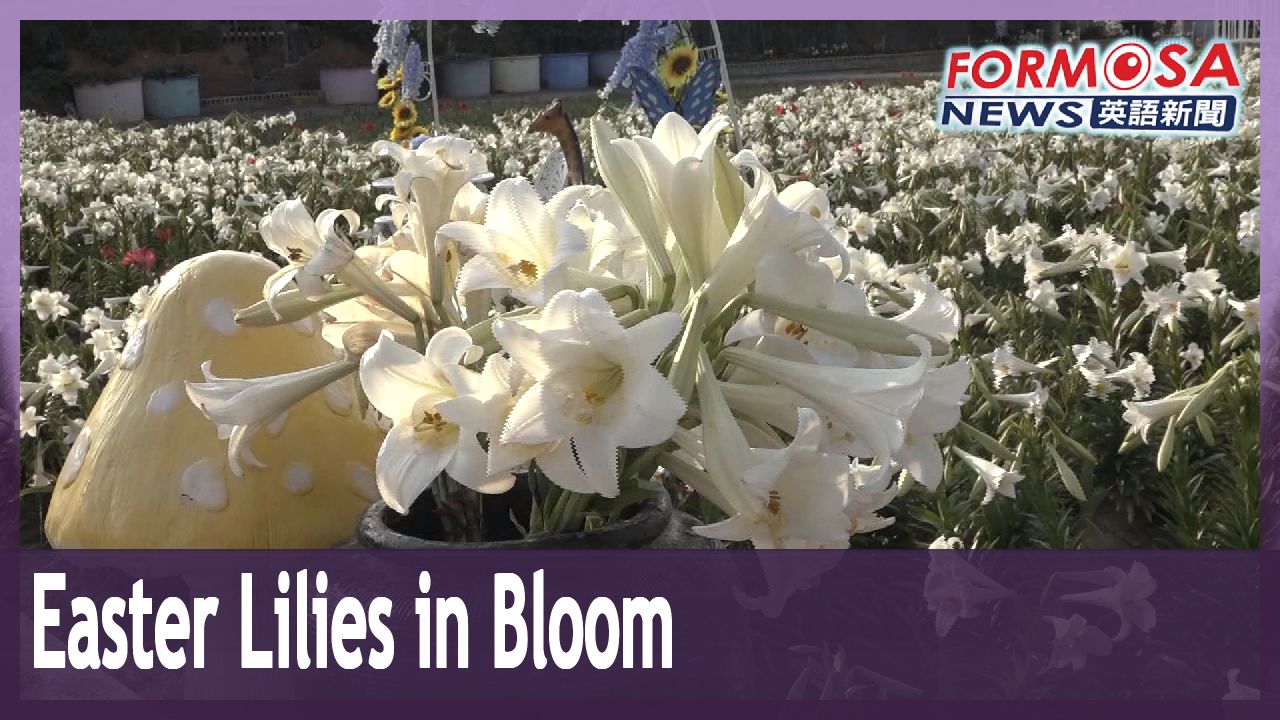 Easter lilies bloom in the thousands at Yunlin tourist attraction