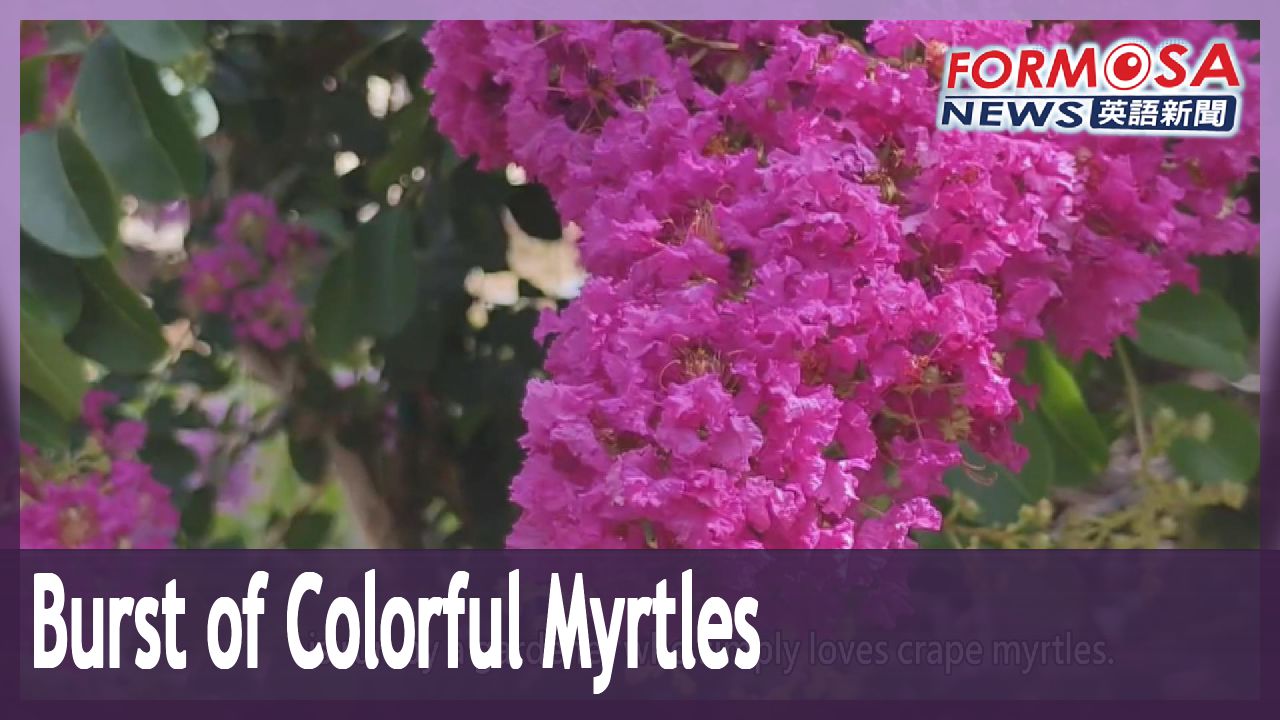 Miaoli garden blooms with hybrid crape myrtles in every color hue