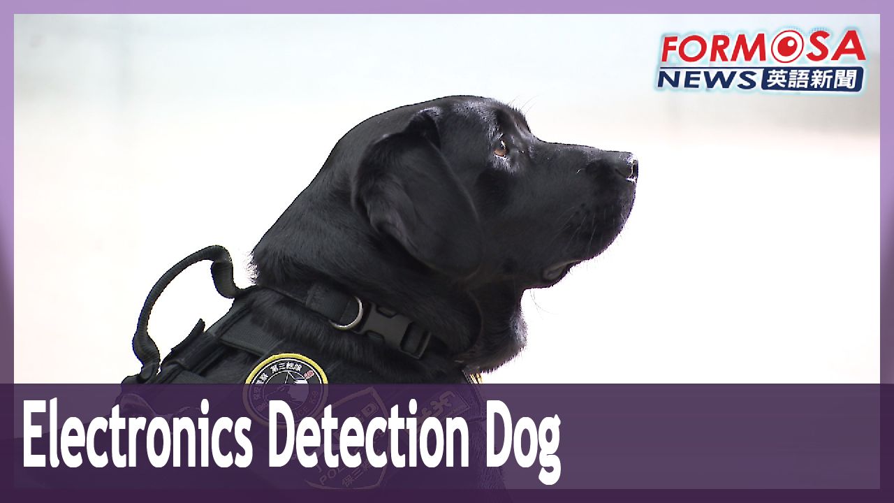 Meet Wafer, Taiwan’s first electronics detection dog Formosa News