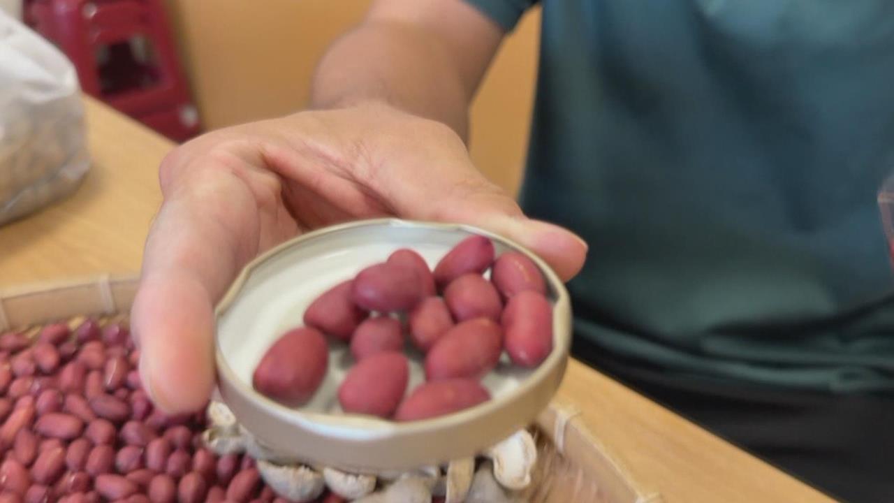 擺脫惱人油耗味！　雲林青農成功培育「紅皮高油酸」花生
