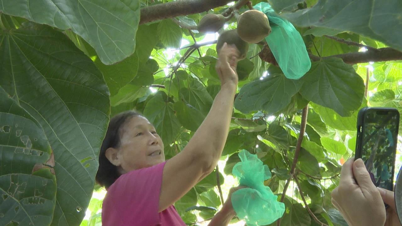 屏東九如農會引進「椰柿」 5年首次收成 一顆要價500元