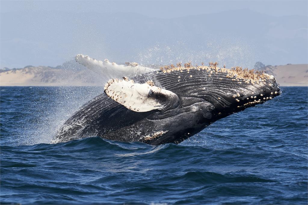 「鯨」呆了！龐然大物衝出水面「末日吼聲」瞬飆十六度　網：根本哥吉拉
