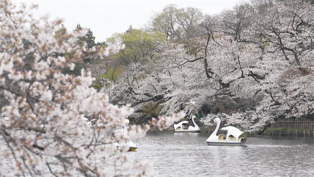 氣候影響較去年晚13天 東京「染井吉野櫻」終於滿開