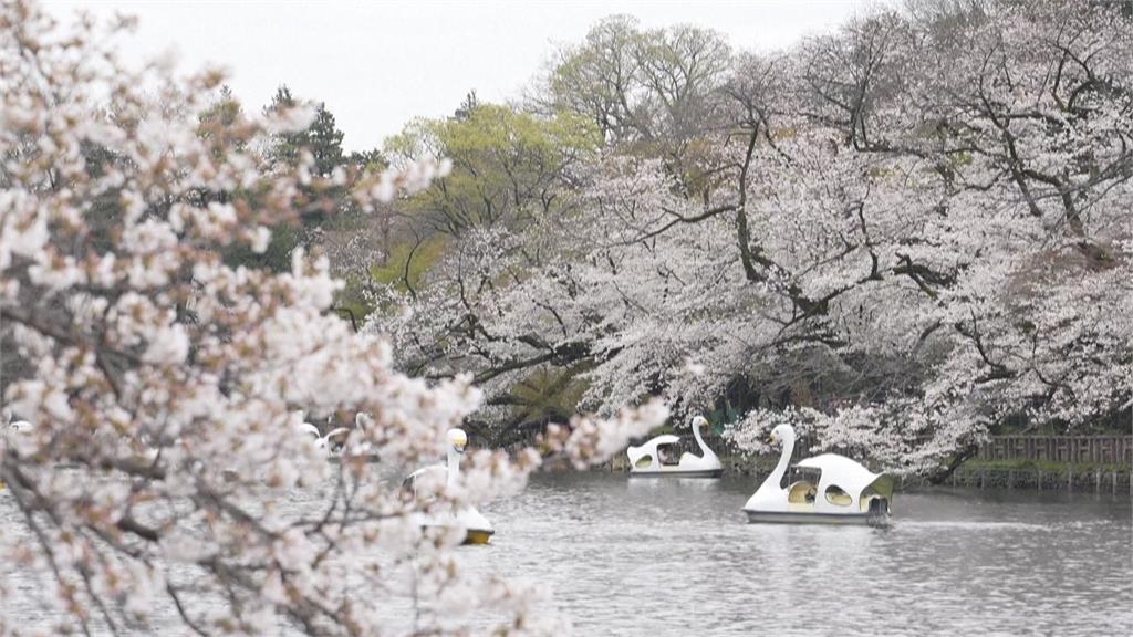 氣候影響較去年晚13天　東京「染井吉野櫻」終於滿開