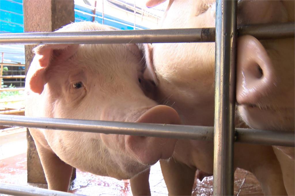 快新聞／豬肉進口均經跨部會檢疫　美豬進口3638噸未驗出萊劑