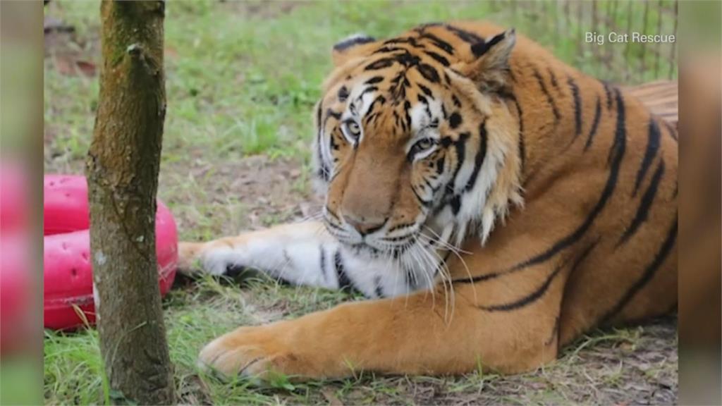 《虎王》影片掀爭議 美眾院立法禁止私人養大型貓科動物