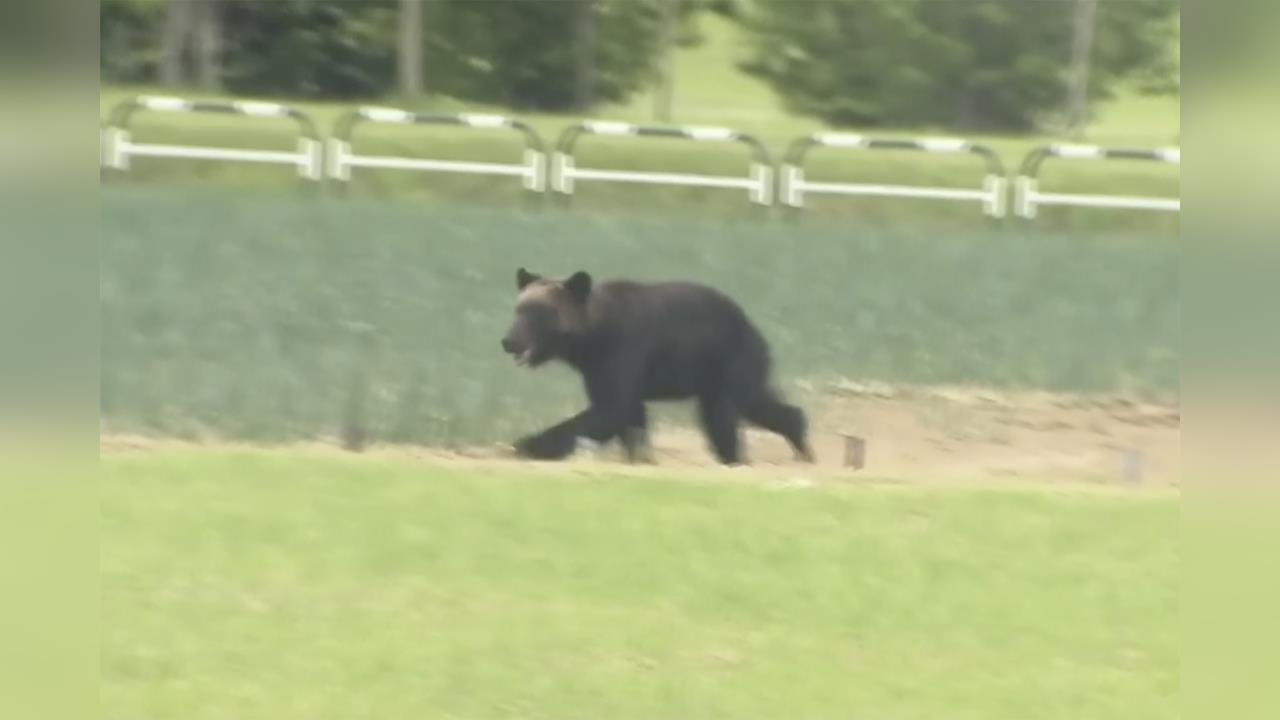 日北海道大棕熊暴衝對車狂追!後方懸崖駕駛嚇壞「打錯檔」驚悚影片曝