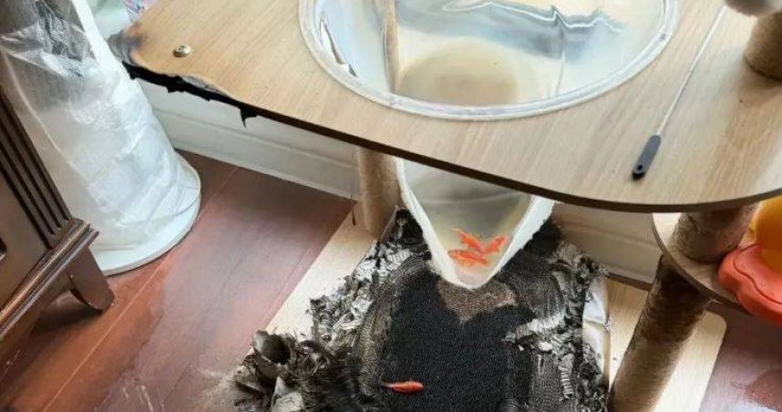 貓爬架放窗邊出事！透明太空艙「聚光點火」畫面曝　家中險燒成廢墟