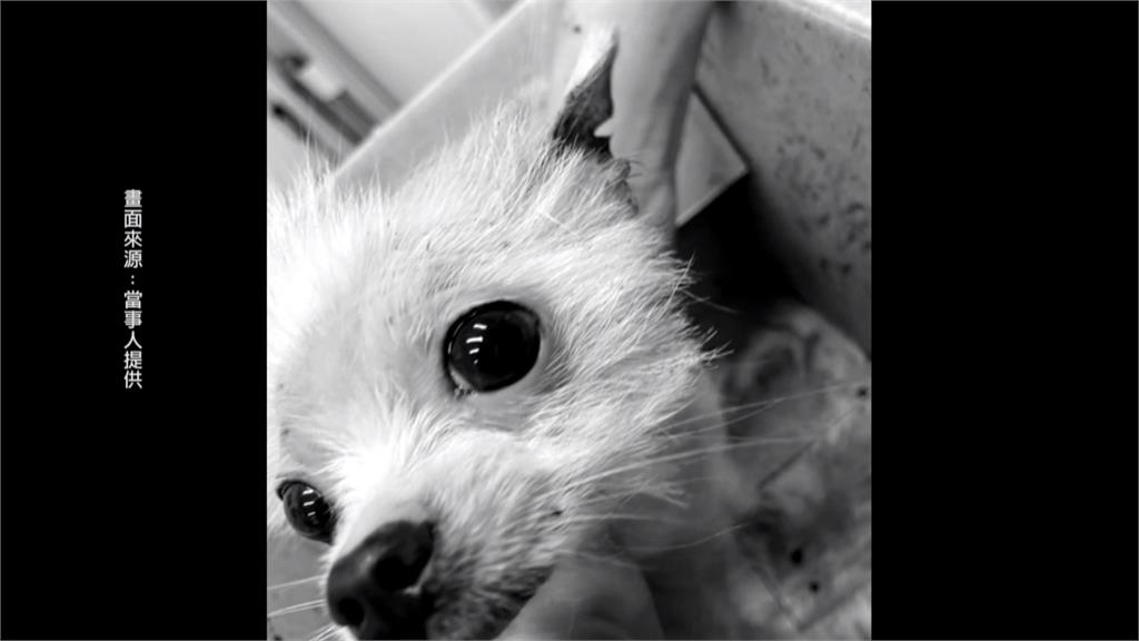 愛犬送美容耳朵被剪缺一角　　飼主控店家不聞不問