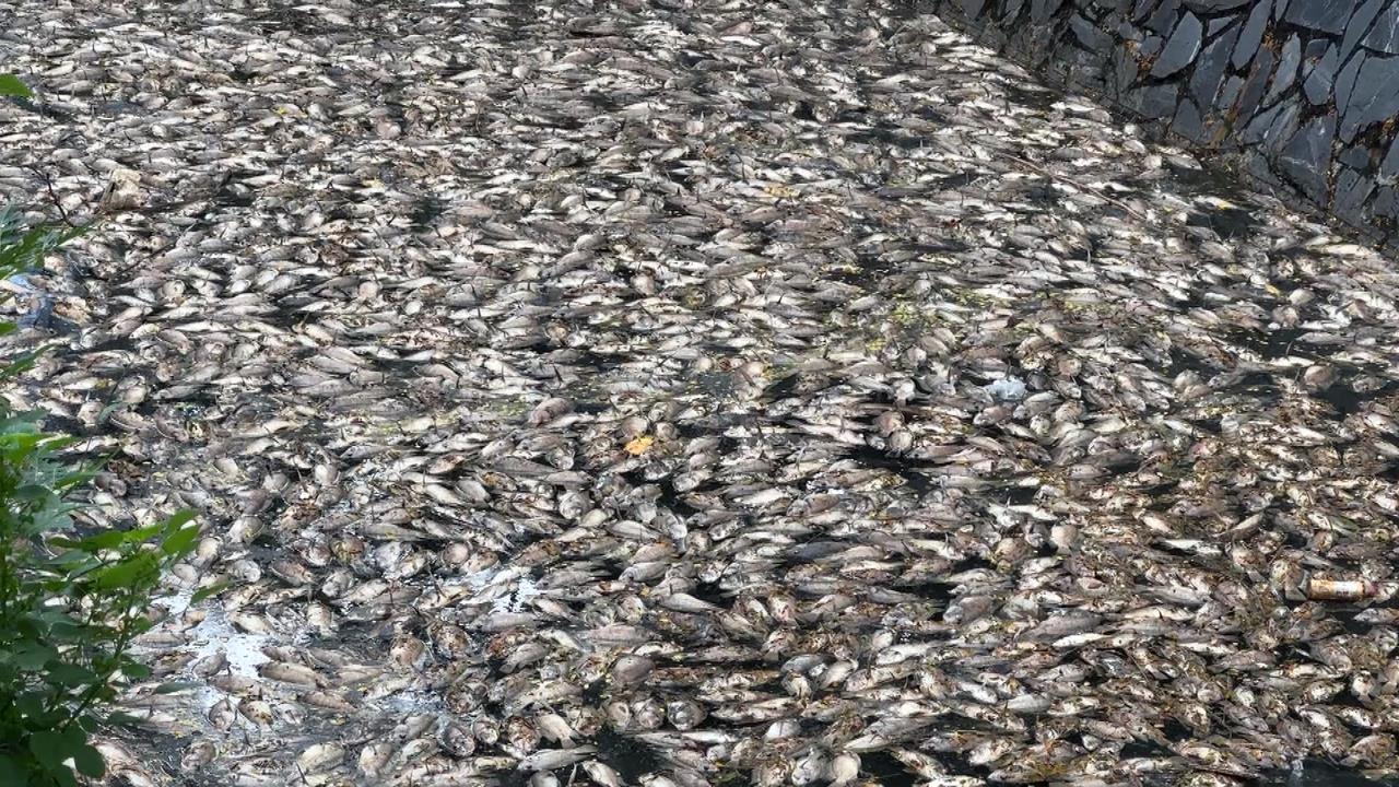 高雄楠梓後勁溪「浮大量魚屍飄臭」　疑天熱溶氧低導致