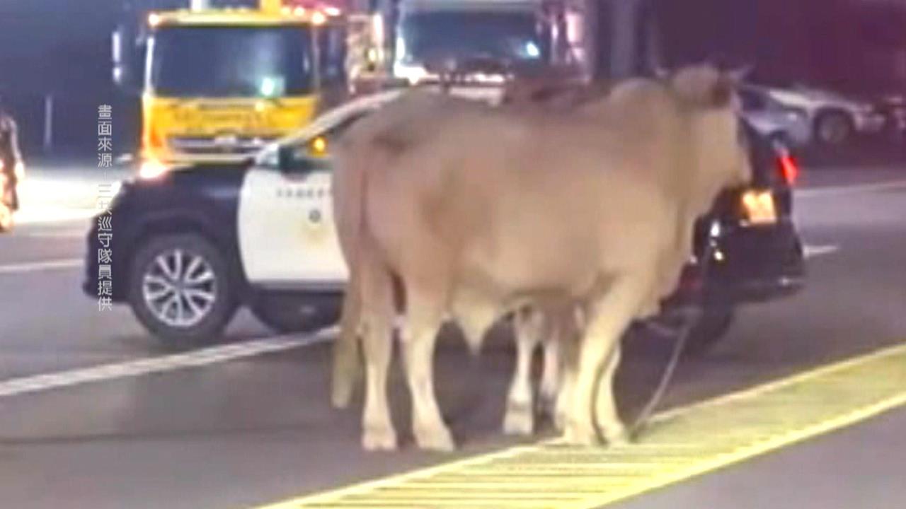 屏東2頭「黃牛」逛大街　警方循線找上飼主開罰