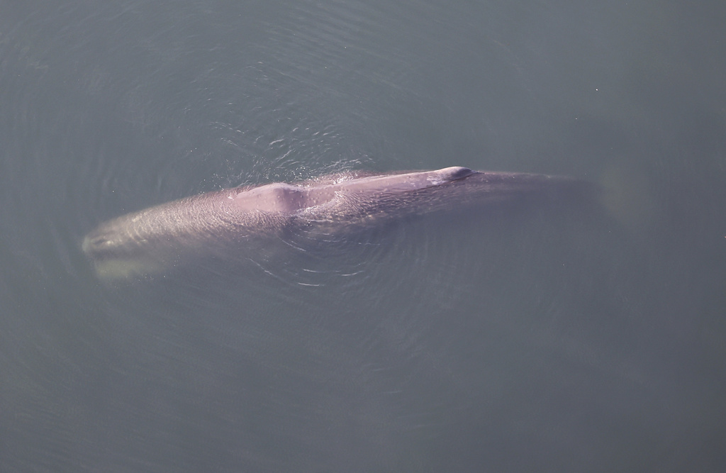 疑「抹香鯨」誤入日本大阪灣　已受困半個月健康快速惡化