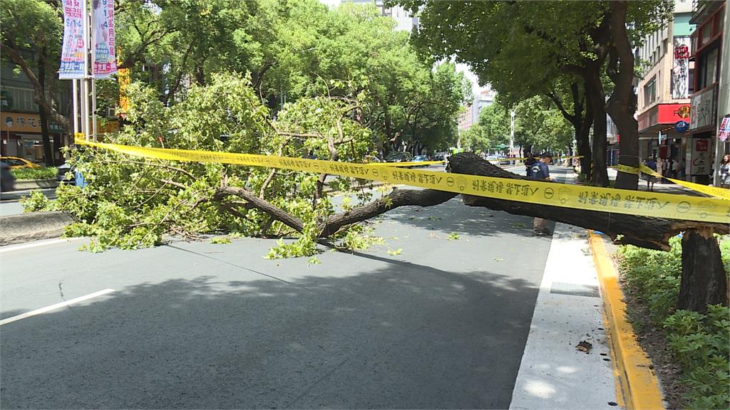 恐怖！北市中山北路路樹倒　67歲男騎車遭砸身亡