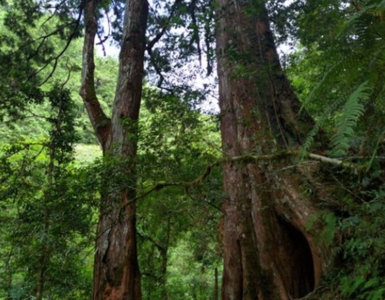 大媽拉拉山「偷剝紅檜樹皮」被抓包！冷回5字惹火山友：真的是欠罵欸