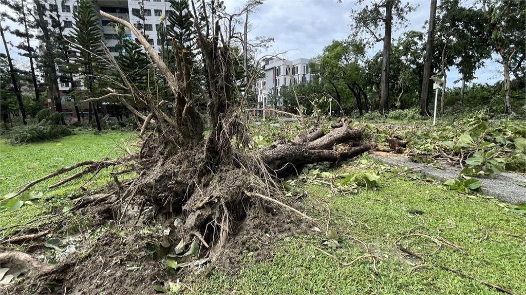 山陀兒掃過屏大校園大樹倒300棵　幸百年雨豆樹屹立不搖