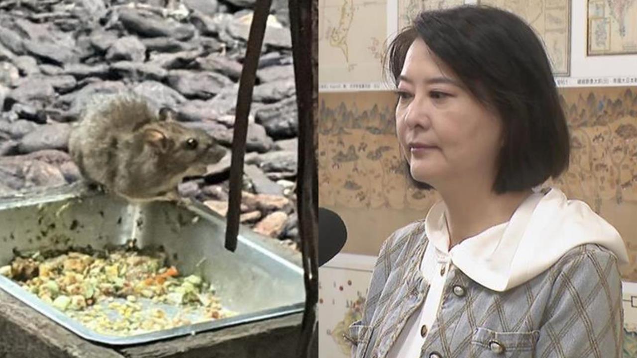 王鴻薇為護航蔣萬安扯「民進黨造鼠計畫」！網號召「抓老鼠」：送她服務處