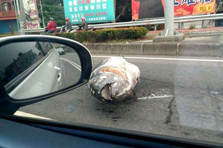 大目鮪魚4你嗎？貨櫃車門沒關好鮪魚「下車」了