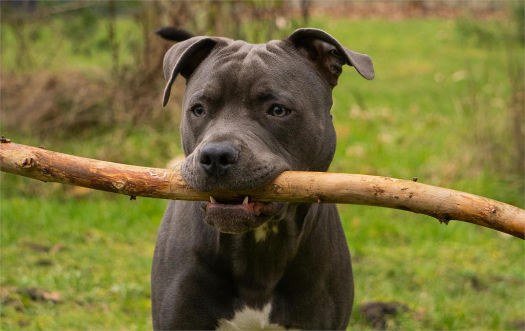 6月大女嬰被發狠比特犬當場咬死！犬隻遭「人道毀滅」家屬悲痛發聲了