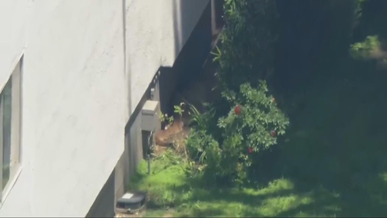 美洲獅闖住宅區曬太陽　居民嚇壞：毛孩差點變午餐