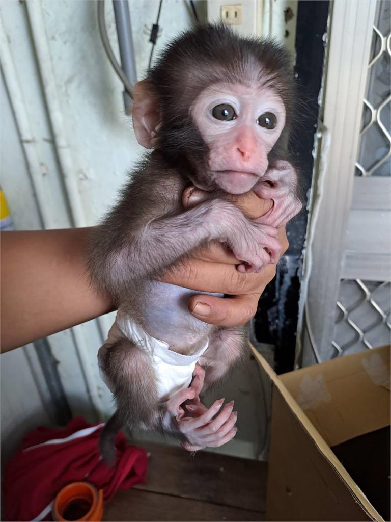 趕都來不及還帶回家養？　台東查獲多起私養獼猴案