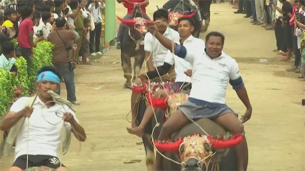 柬埔寨另類祭祀傳統賽　賽水牛、摔角傳承70年