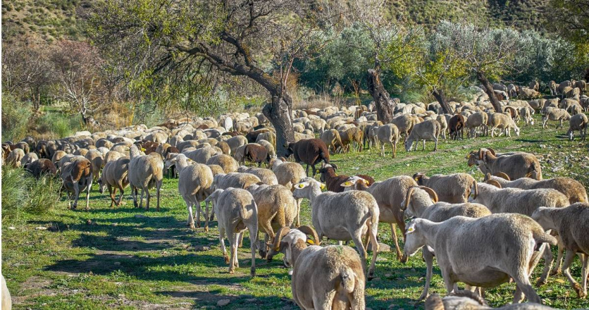 月薪7萬還包吃住！牧場徵才「顧3000隻羊」限夫妻檔　老闆曝原因