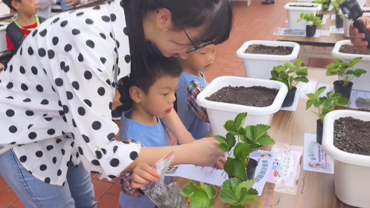 連假Day1! 苗栗大湖鄉顛覆傳統 舉辦"體驗種植草莓"DIY