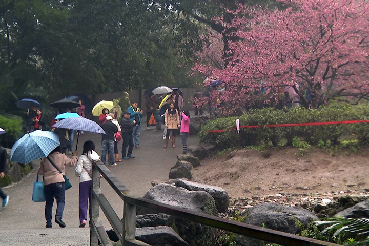 天元宮櫻花提前綻 賞花客湧入居民崩潰