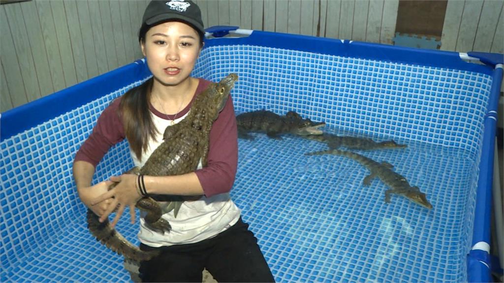 看見鱷魚「野性美」正妹網紅變成鱷魚訓練師