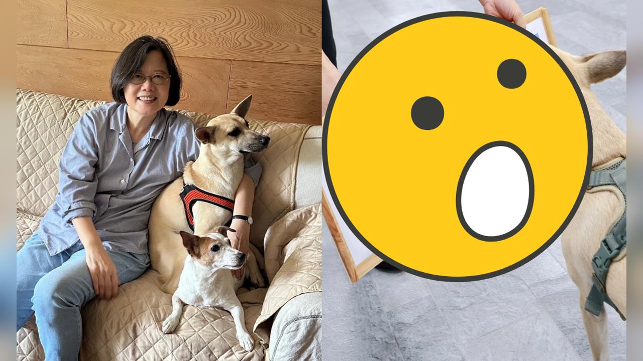 蔡英文愛犬「預測這國」奪世足冠軍！下秒急澄清1句　網笑翻：終於走到玄學這步