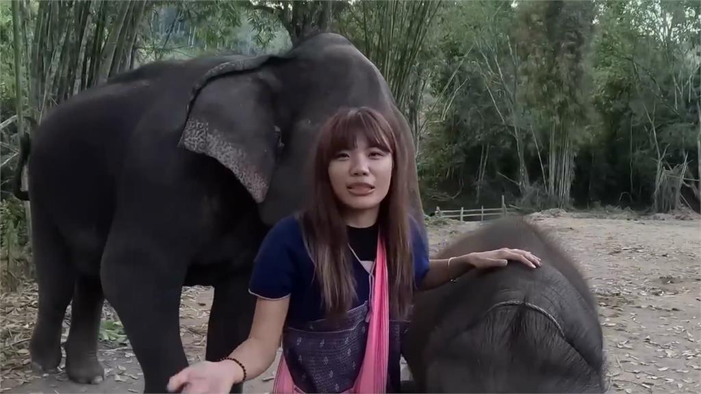 一晚破7千元！<em>網紅</em>遊泰國體驗特色住宿　幫大象洗澡、玩水超歡樂