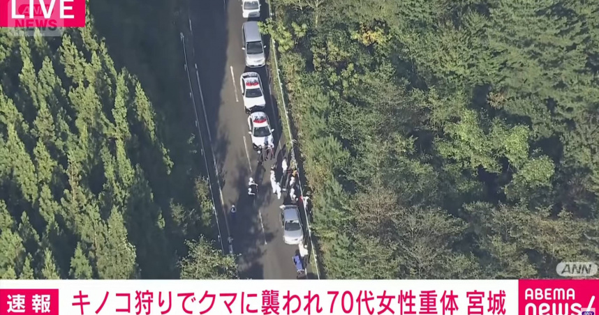 採菇遇熊！宮城栗原75歲女死亡「七旬女失蹤」　日警消空地同步搜救