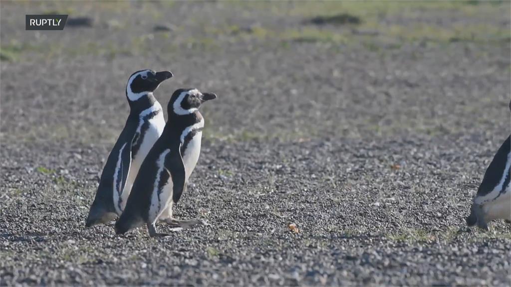 人為開發與氣候變遷影響　「麥哲倫企鵝」逐年減少中