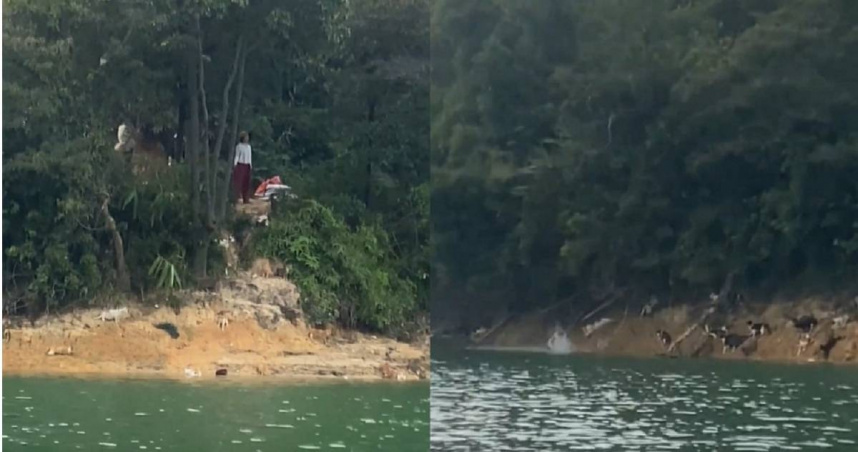 上百家貓被送到水庫放生「放大悲咒害跳水」慘死　網砲轟：假慈悲