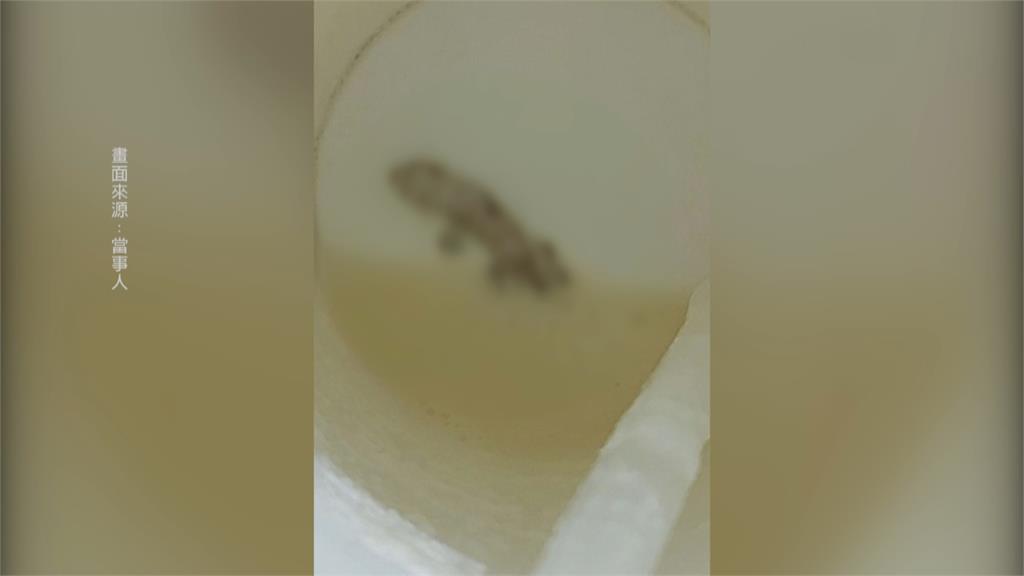 大崩潰！手搖飲喝到最後一口...　杯底驚見「翻肚死壁虎」