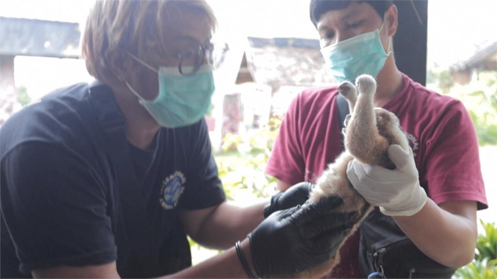 印尼「爪哇懶猴」數量銳減　當局搶復育建空中走廊