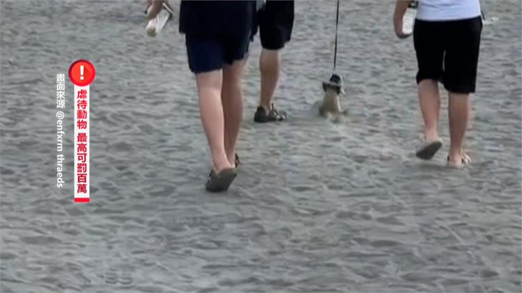 高雄旗津風箏節驚見虐待動物？　男飼主拉高牽繩讓狐獴懸勒空中