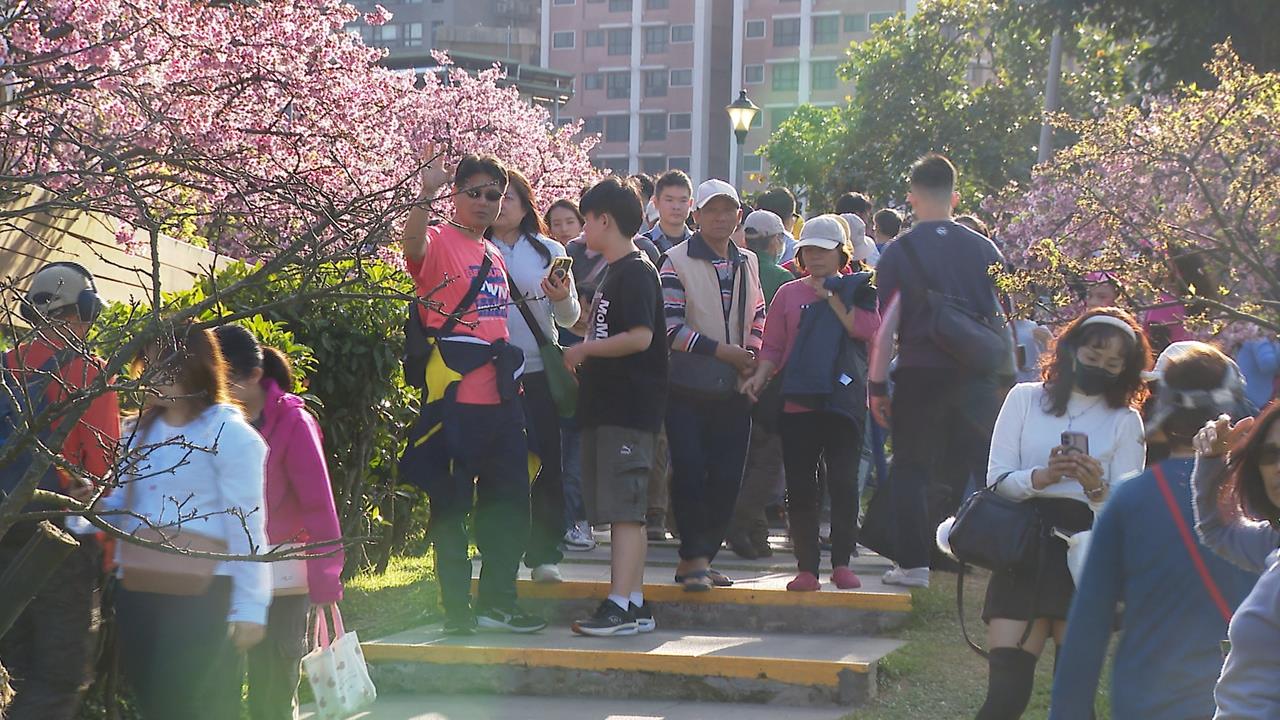 台北賞櫻秘境！內湖.汐止三色櫻盛開　淡水賞台灣山櫻花