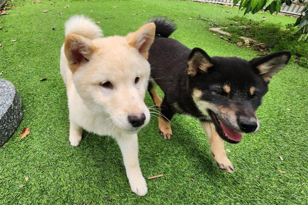 快新聞／愛狗人士照過來！新竹縣動保所釋出13隻柴犬供認養　注意事項看這裡