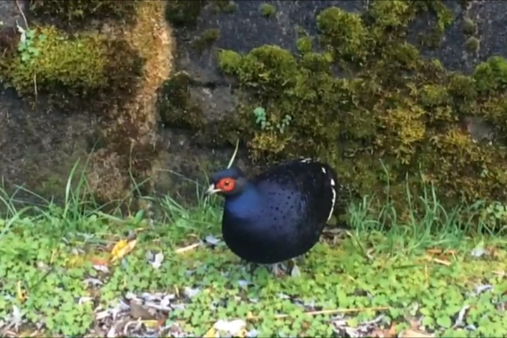 噓！看到請注意 玉山國家公園直擊帝雉、山羌