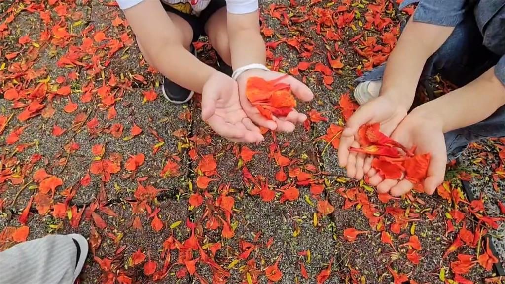 熱搜／基隆田寮河畔「火紅鳳凰花開」　民眾搶拍限定美景