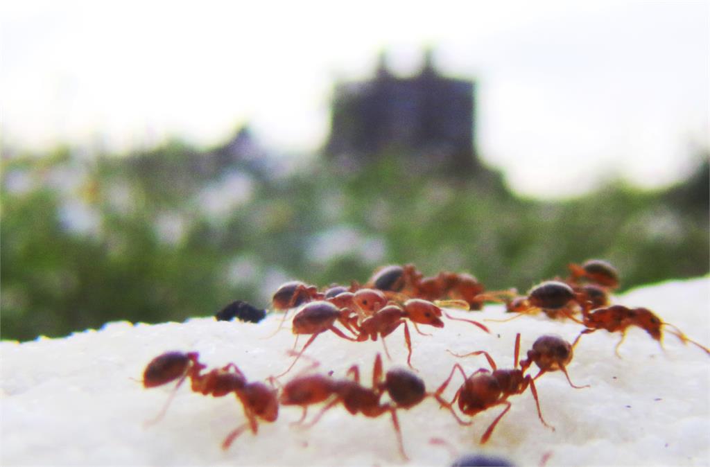 紅火蟻怕「這一味」！　學者：可有效驅趕、殲滅
