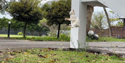 快新聞／蘭嶼貓咪「凌空撲飛燕」 網友驚呼：牠真的餓壞了