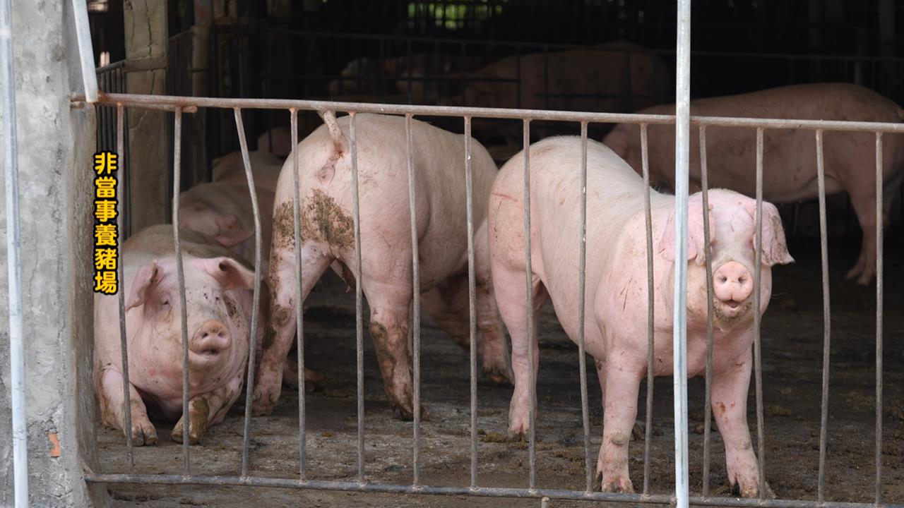 回顧非洲豬瘟疫情防疫！　業者支持禁運成關鍵