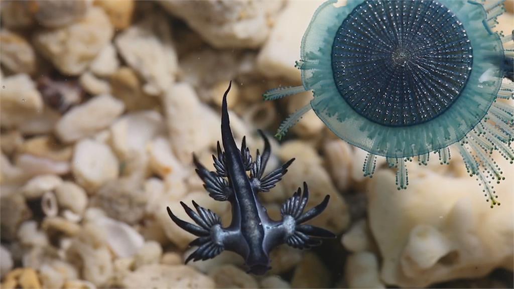 可遠觀不可褻玩焉！美麗海蛞蝓、僧帽水母含劇毒 勿觸摸