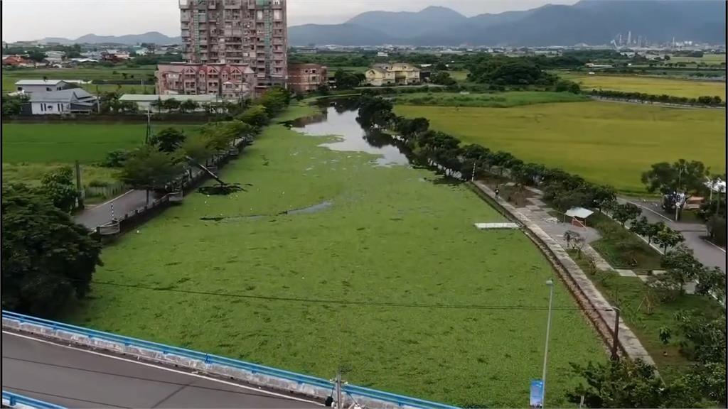 宜蘭五股圳鋪數百公尺「綠地毯」　影響水質、排水恐釀水患