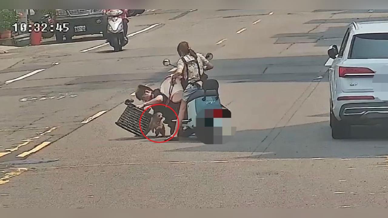 快新聞／飼主心碎找狗！紅貴賓鳳山街頭狂竄　警神反應「籃」住救回