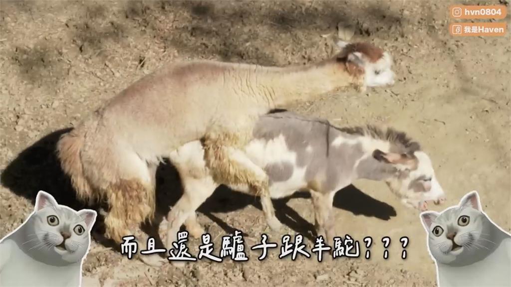 超害羞！正妹遊壽山動物園　見驢子和羊駝「親熱」傻眼：這合理嗎